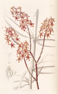 Renanthera matutina by Miss Drake